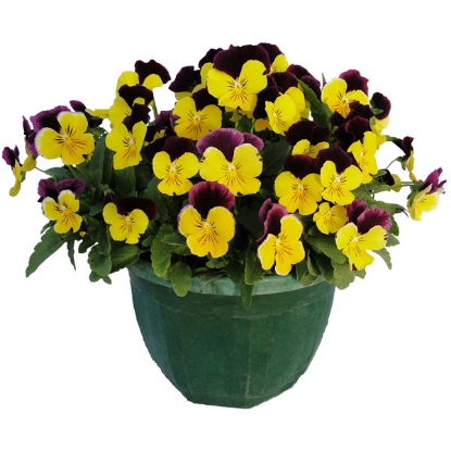 Picture of Viola - Grandissimo Series F1 - Yellow Jump Up